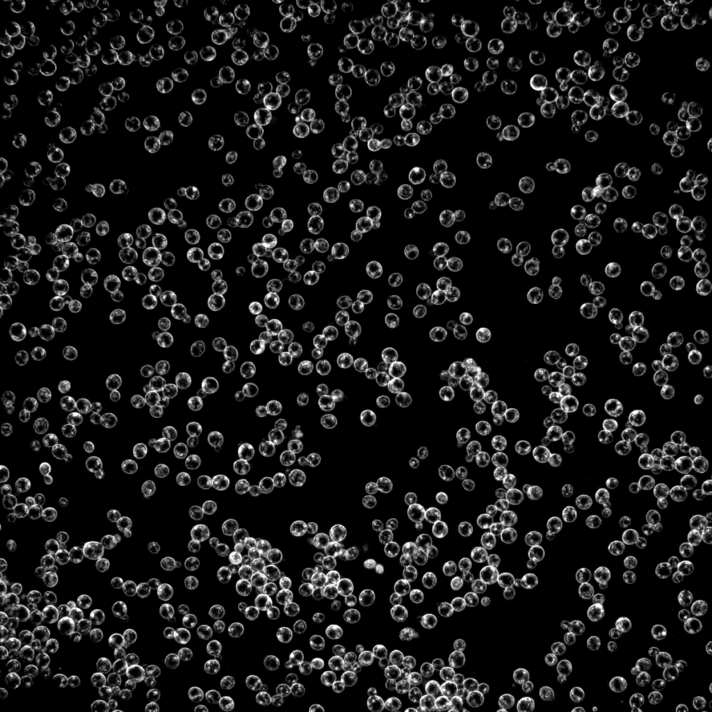 Strain 1762 for Belgian Abbey Style Ale II Yeast & Cultures by