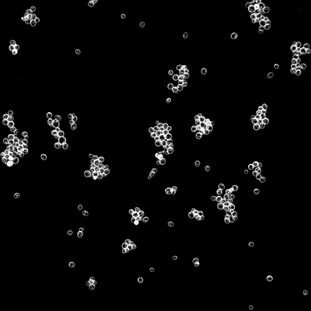 Strain 2007 for Pilsen Lager Yeast & Cultures by Wyeast Labs