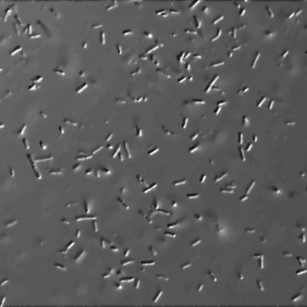 Strain 5223PC for Lactobacillus brevis Yeast & Cultures by Wyeast Labs