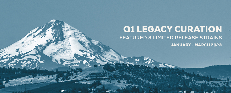 Q1 Legacy Curation | Featured & Limited Release Strains