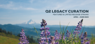 Q2 Legacy Curation | Featured & Limited Release Strains