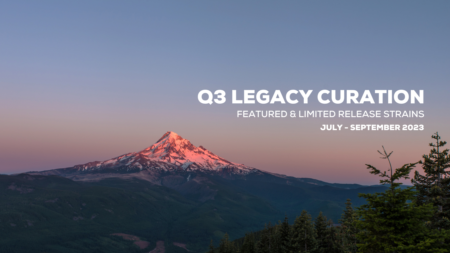 Q3 Legacy Curation | Featured & Limited Release Strains