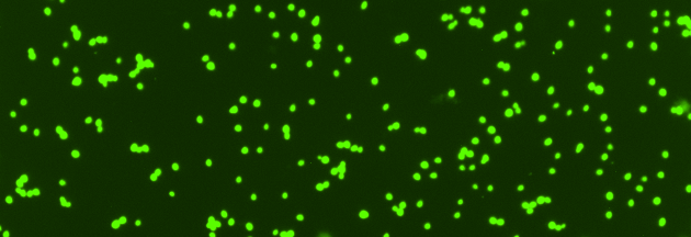 Quantifying Vitality With CFDA-AM Fluorescent Stain