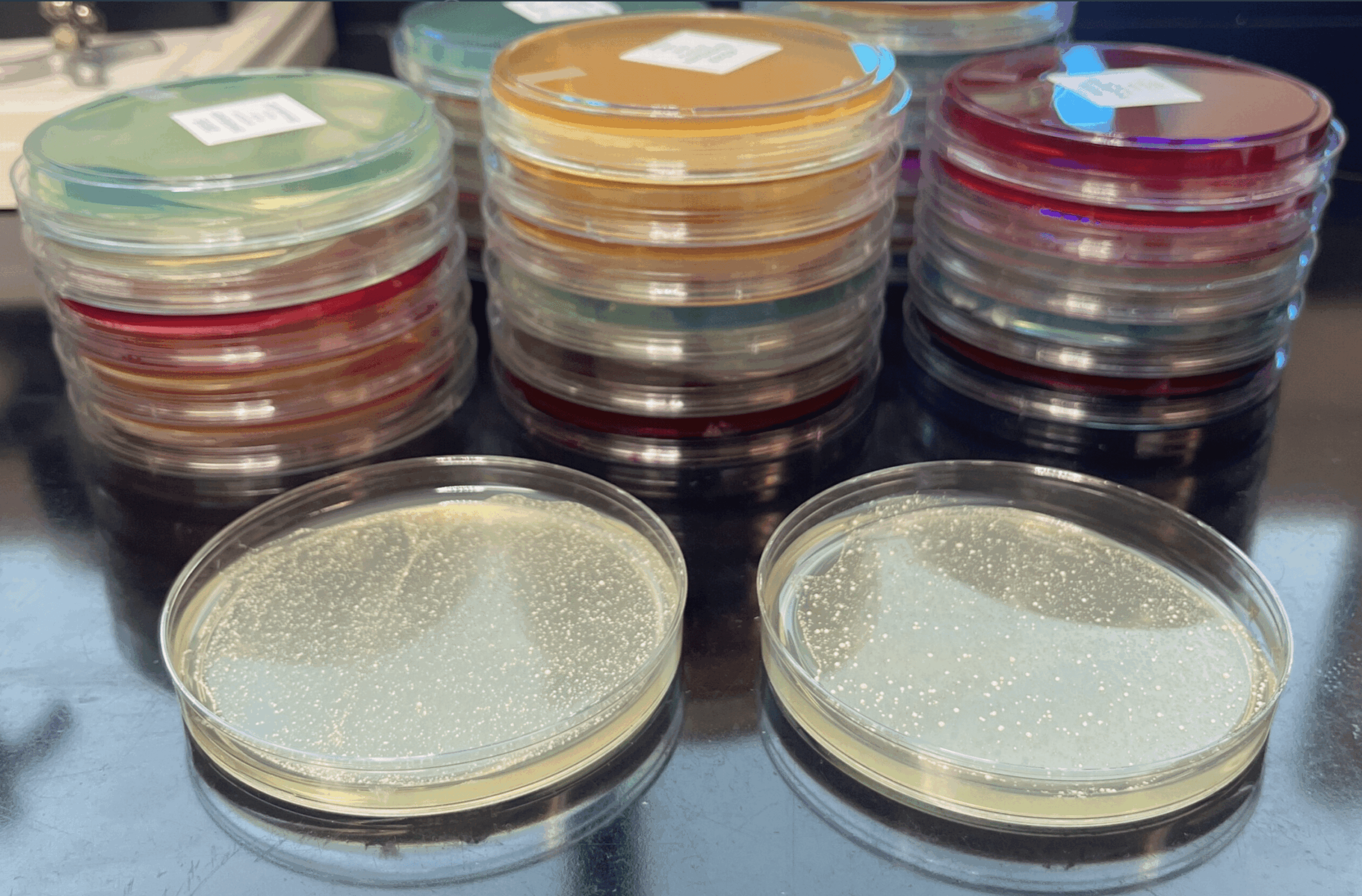 Developments in Understanding Diastaticus