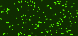 Quantifying Vitality With CFDA-AM Fluorescent Stain